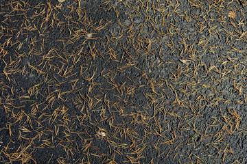 Wall Mural - Fallen brown pine needles on the gray asphalt. Natural background.