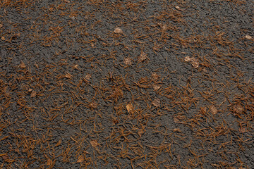 Wall Mural - Fallen brown pine needles on the gray asphalt. Natural background.