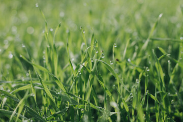 green grass background