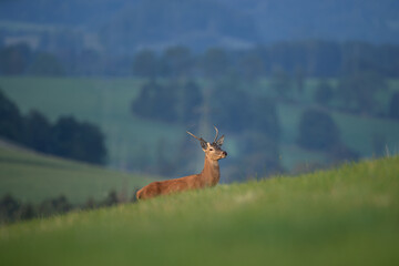 Wall Mural - red deer during rutting time. european wildlife nature. deer moving on the meadow. red deer during a