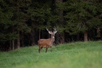 Wall Mural - red deer during rutting time. european wildlife nature. deer moving on the meadow. red deer during a