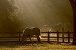 Grey Horse at Daybreak