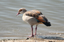 Egyptian Goose Standing By A Lake