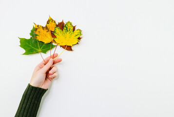 Wall Mural - hand holding autumn leaves.
A female hand holds an autumn maple leaves on a white background on the left with a place for text on the right, top view.