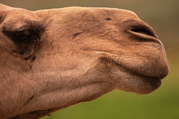 Wall Mural - Camel adult face side profile photo