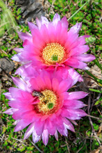 Yellow Prickly Pear Cactus (Opuntia) Blossoms. They Also Bloom In Pink