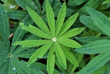 Light Green Lupine Leaf With Water Drops Between Darker Leaves