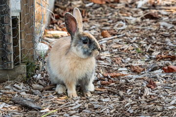 one beautiful rabbit with mix of brown and grey fur sitting on woodchips filled ground by the fence in the garden