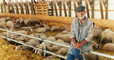 Wall Mural - Portrait of Caucasian old gray-haired man shepherd with beard sitting in barn with sheep flock on background and smiling to camera. Senior male farmer in livestock stable. Animals farming concept.