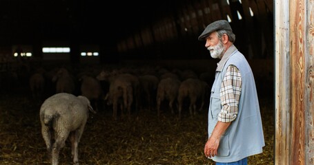 Wall Mural - Senior gray-haired man shepherd working and leading sheep flock to barn after grazing. Old male farmer in stable with cattle. Livestock graze concept. Countryside lifestyle.