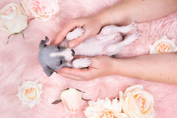 Wall Mural - American Hairless Terrier puppy laying on a pink furry blanket with pink flowers held in hands