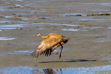 Sandhill Crane With Outstretched Open Wings Taking Off From Beach Near Turn Again Arm, Anchorage, Alaska