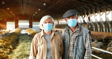 Wall Mural - Portrait of happy Caucasian old woman and man in medical masks standing in stable with sheep, looking at each other and at camera. Couple of farmers at sheep farm. Barn with cattles during pandemic.