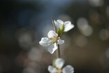 Fototapeta Storczyk - Cherry tree flowers 벚나무 꽃