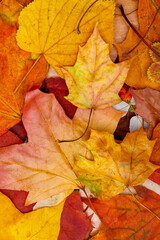 Poster - multicolored dry autumn leaves. background for designer