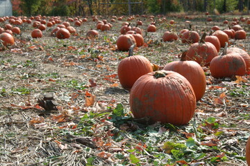 pumpkin patch