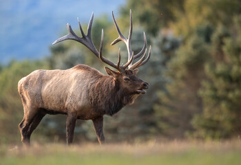 Wall Mural - Huge Bull Elk Portrait 