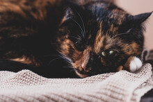 Portrait Of The Domestic Tricolor Cat Lies On A Knitted Plaid, Close-up, Selective Focus