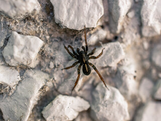 Wall Mural - closeup of a spider