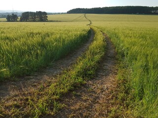 Golden ears of wheat in the field