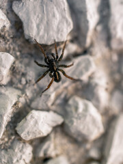 Wall Mural - closeup of a spider