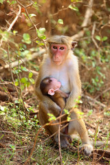 Wall Mural - The toque macaque (Macaca sinica), mother and baby sitting near the road in thick bushes.