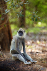 Wall Mural - The tufted gray langur (Semnopithecus directly),also known as Madras gray langur, and Coromandel sacred langur sitting on the ground on a tree trunk. Gray langur on the ground with a colorful jungle.