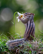 Cutest Squirrel Smelling A Flower. Little Chipmunk (Eutamias Sibiricus) Enjoying The Flowers. Ground Squirrel With Beautiful White Flowers. Chipmunk Loves Flowers.