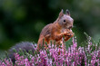 Eurasian red squirrel (Sciurus vulgaris) sitting among purple heather and eating a nut in the forest of Noord Brabant in the  Netherlands.