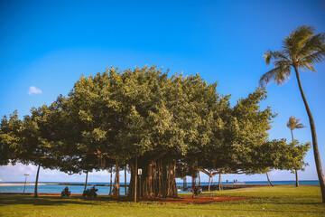 Wall Mural - Ala Moana Regional Park, oahu, hawaii