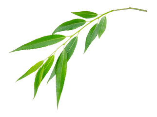 willow branch with green leaves isolated on a white background without shadow. item for packaging, d