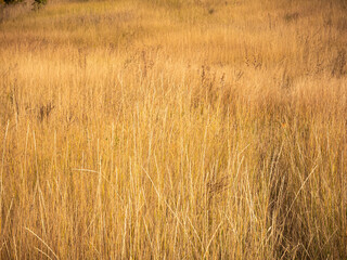 Dry grass meadow - beautiful autumn background with dry yellow grass.