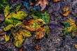 canvas print picture - Herbst buntes Laub Blätter Waldboden im Matsch