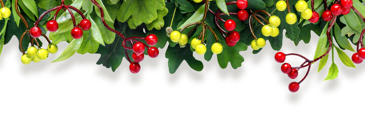 Wall Mural - Autumn oak and rowan branches with red berries on  white isolated background.