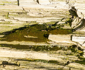 Green fresh moss on petrified wood, Natural Wallpaper