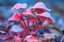 Mushrooms Containing Psilocybin Grow In The Forest. Mushrooms With Psychotropic Substances. Natural Hallucinogens. A Photo With A Shallow Depth Of Field. Selective Focus On Mushroom Caps. 