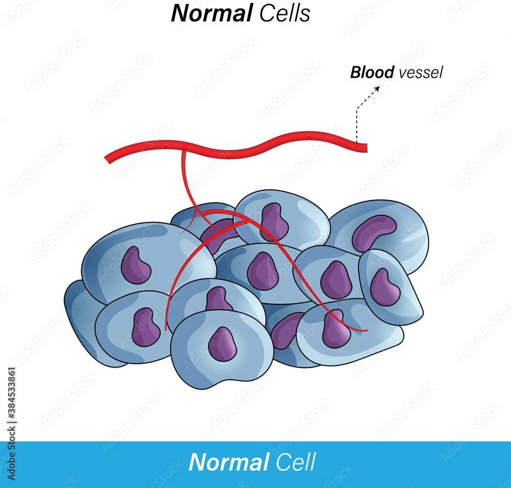O2 Cell Color vector illustration of Oxygen supply to normal somatic cells through ...