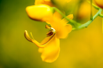 The intensity of the yellow color of the flower of the Golden Trumpet Tree. Species Handroanthus albus. Tree symbol of Brazil. Nature lover.