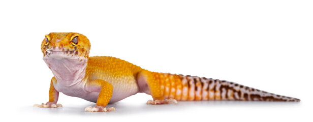 Poster - Adult Super Hypo Tangerine Manderin leopard gecko aka Eublepharis macularius, standing side ways. Head turned to camera showing both eyes. Isolated on white background.