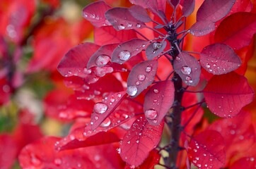 closeup of a red colored plant called european smoke bush (cotinus coggygria) rain fall in autumn