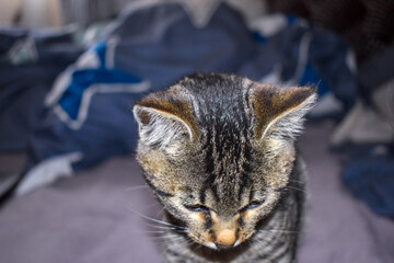 close-up to a kitten  looking down