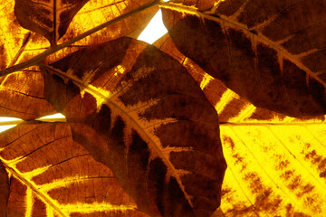 Wall Mural - Blurry image of autumn leaf texture background. Cropped shot of yellow leaf. Fall, nature concept.