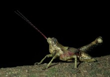 Long Horned Grasshopper
