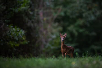 Wall Mural - wild deer