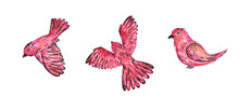 Set Of Red Birds In Watercolor. Isolated Elements. Big Size Jpeg. Perfect For Collages, Children's Crafts, Postcards, Etc.