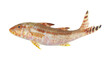 Goatfish or red mullet isolated on white background