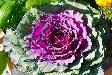 Decorative Heads Of Purple And Green Ornamental Cabbage Flowers In The Fall