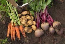 Autumn Harvest Of Organic Vegetables On Soil In Garden. Freshly Harvested Carrot, Beetroot And Potatoes, Farming	