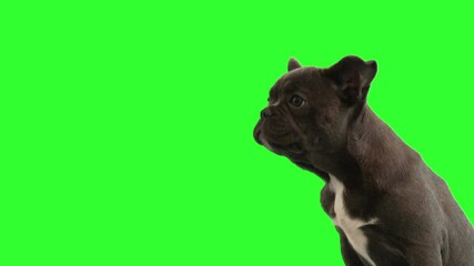 Wall Mural - french bulldog on green screen 