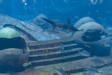 Wall Mural - Hammerhead shark in the aquarium. The great hammerhead (Sphyrna mokarran) is the largest species of hammerhead shark, belonging to the family Sphyrnidae. Atlantis, Sanya, Hainan, China.